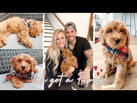 We Got A Puppy!!! | Bringing home our Mini Doodle Double, First day with the new puppy!!
