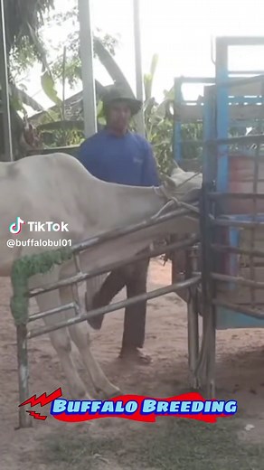 Understanding Cow and Buffalo Hybrid Breeding