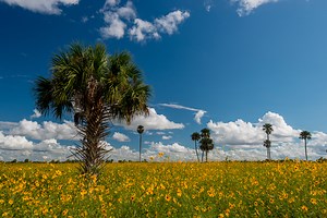 Lake Jesup Wildflower Bloom: Photo Tips & Guide