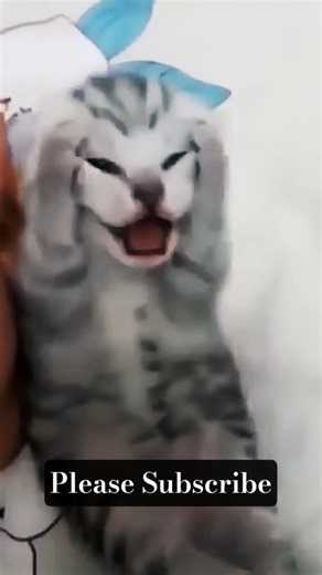 Stressed Cat Sound Effect | Anxious Cat Meme SFX | Sound Lab #stressedcat #binauralbeats #vocal #sfx