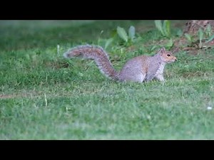 Squirrel walking around