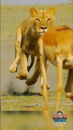 Wild Lion Chasing Deer | Real Jungle Hunt Scene #wildanimals #lion