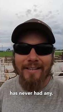 Can Garlic Salt Really Keep Flies Off Cattle?