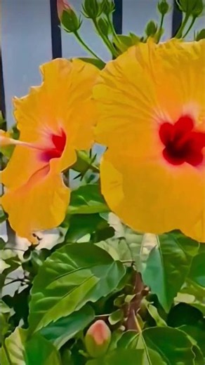 Beautiful flowers pic 🌺🌷🌹