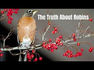5 Things You Didn't Know About Robins!