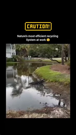 @dolphin.7280953 on Instagram: "The post features a wildlife video showing the sheer power of an alligator's bite as it crushes a turtle's shell with ease. Large adult alligators can generate over 2,000 PSI of bite force, driven by massive jaw muscles and a skull built to apply extreme, focused pressure. Their conical teeth clamp down on weaker points of the shell, causing it to crack despite the turtle's bony, keratin-covered armor.The clip also highlights a lesser-known fact: an alligator's di