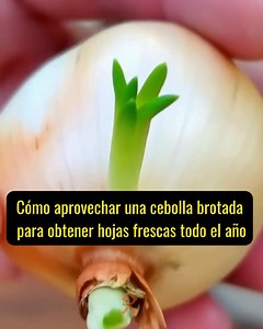 🧅 Cómo Plantar CEBOLLAS Brotadas para Cosechar más | Raza Folklorica