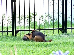 22K views · 771 reactions | Rio and the River Otter | Otter | Facebook