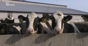 Local dairy farms earn national honor for reproduction success