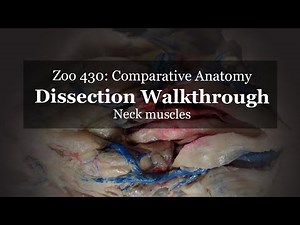 Rabbit Dissection: Neck