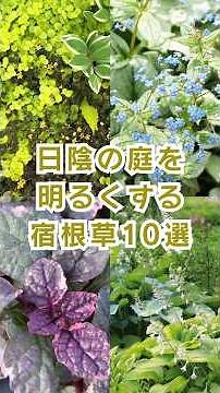 日陰の庭が一気に明るくなる宿根草10選！ #宿根草 #日陰の庭 #シェードガーデン