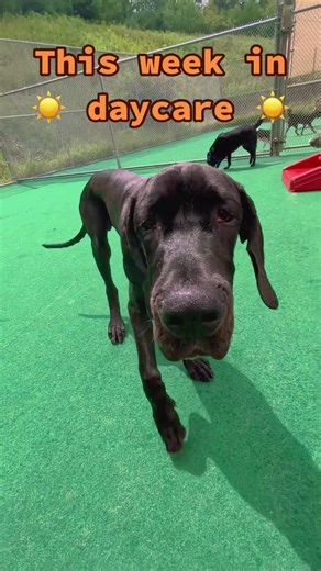 Candlewick on TikTok