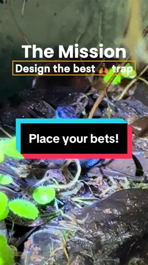 Understanding Non-Flying Fruit Flies in Research