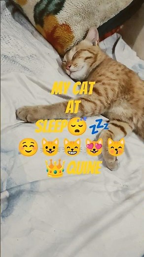 MY CAT 🐱 IS A SIEEPING QUINE 👑👑👑😽😽😻😻😸😸😺😺☺☺🤭🤭😳🥳🤗😋😚😙😗😘🥰🥰😍😌😉🙂😊😇😅🤩😜😛🤣😂