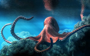 Why Are Octopuses So Smart?