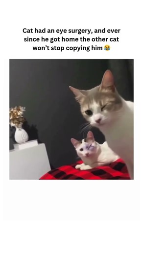 Bro's straight up mocking him 😂 #shorts #cats #pets