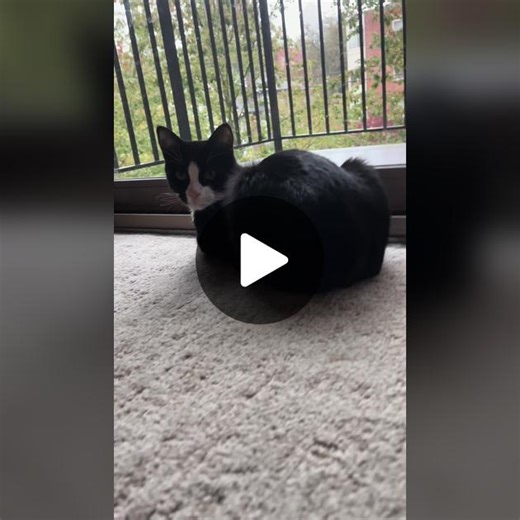 Winston The Cat on TikTok