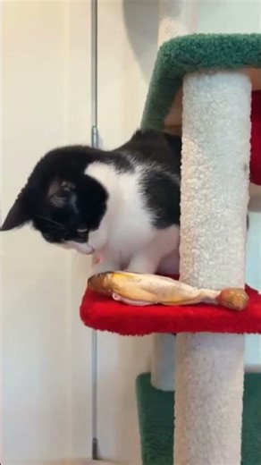 His flopping fish toys 😂 #cattoy #cattoys #floppingfish