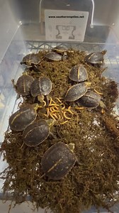 🐢Pulled these Chinese box turtles out of their enclosure to get there weights real quick. This species is so active and inquisitive. Second time eating today and they’ll make sure to eat every single meal worm. | Southern Reptiles