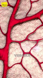 290K views · 10K reactions | Cayenne Pepper. #barbaraoneill #barbaraoneil | MedLife | Facebook