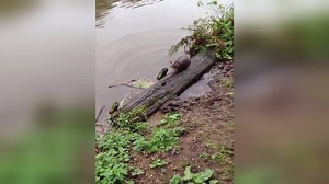 You may have heard about the tale of Geoff the Otter, who recently escaped from his enclosure at Durrell and is now hiding out in St. Catherine's Woods. Well thanks to otter spotter Roley McMichael, we now have footage of the audacious absconder. Here he is enjoying a morning swim earlier today... | ITV Channel TV