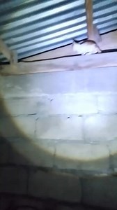 1.9K views · 32 reactions | Nag operation na si Shao Ming #everyoneシ゚ #animals #cat | Renie Arizo Pajes | Facebook