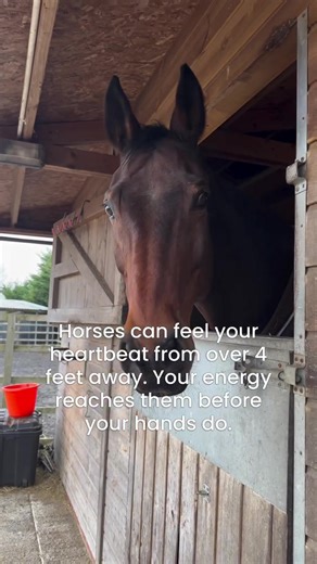 Hi there 💛🐴 I just wanted to reach out and thank you for caring about the animals we rescue. Every day we try our best to give horses and donkeys a second chance — many of them come to us hungry, scared, or injured, and with love, food, and care we help them feel safe again. If you ever feel moved to help, even a small donation through the link in our bio can make a big difference. It helps us buy food, medicine, and keep these beautiful animals safe. And if donating isn’t possible right now, 