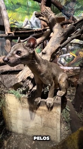 The animal that is the nightmare of lemurs. #fossa #animals #madagascar #creatures #animal