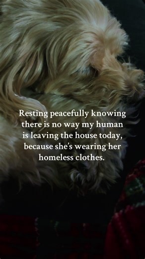 Resting peacefully knowing there is no way my human is leaving the house today, because she’s wearing her homeless clothes. #tiktokdogs #cockapoo #dogmom