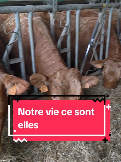 L'amour des bêtes : le véritable engagement d'un éleveur