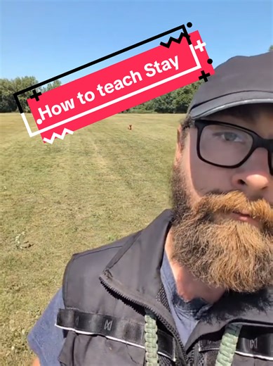 This is how to teach your dog Stay. #creatorsearchinsights #dogtricks #dogtraining #dogsoftiktok #dogtrainingtips