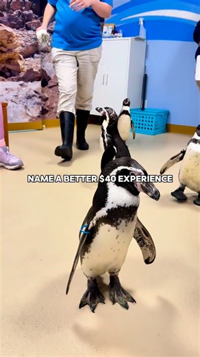 Ellie Pfeif on Instagram: "THE BEST $40 YOU’LL SPEND THIS MONTH 🐧 @brookfieldzoo is offering $40 Penguin Encounters all February! Meet and mingle with the Humboldt penguins during this 30-minute up-close experience. 📍 Brookfield Zoo Chicago 8400 31st St. Brookfield, IL 🎟️ $40 per person (normally $50) 🗓️ Available dates: February 11–12, 16–20, 22–28 🎂 Ages 5+ only 💡 Bonus: Zoo admission is FREE all month (except 2/16), so you can do the experience without paying extra for entry. Truly the 
