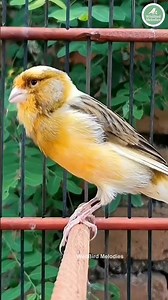 Relaxing Bird Sounds ASMR | Nature Chirping Compilation #BirdSounds #canary #birdsong #birds