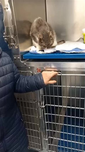 Video di mollycats (@mollycats2) con Animals Pet Cute Songs - NaySounds