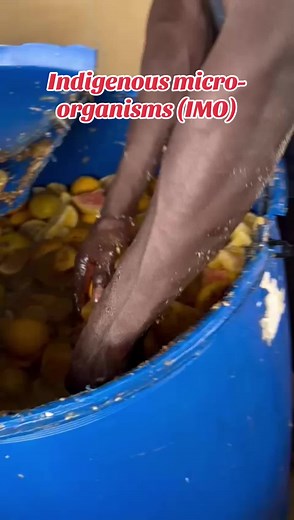 Indigenous micro-organisms (IMO) #imosolution #imo #animalsoftiktok #goviral #pigsoftiktok #goviral #makemefamous #foruyou #lagos #imosolution #disinfectant #animal #viral