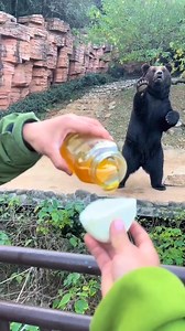10M views · 92K reactions | A bear catching steamed buns with honey | Mèo Meme | Facebook