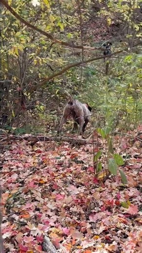 Grouse & bird dogs like PB&J #grouse #grousehunting #hunt #hunting #gsp #gundog #birdhunting