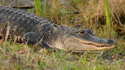 Later, gator: Can I shoot an alligator in my yard? What to know about MS wildlife laws