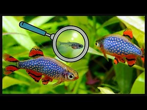 In 5 minutes- Celestial Pearl Danio Breeding