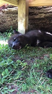 267K views · 10K reactions | And another pup howl—this one with more group participation 藍 | Wolf Mountain Nature Center | Facebook
