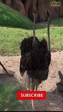 Why do ostriches stick their head in the ground?