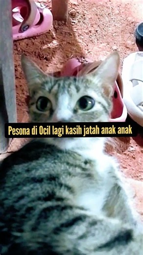 Mather cats #catshorts #cats #kitten #kucing #ibukucing #kucingkampung #kucinglucu #cat