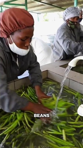 You Won't Believe How Much Work Goes Into Making Real Vanilla!