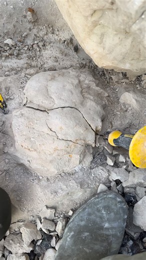 3.7K views · 2.4K reactions | Marcasite ate away the livingchamber #fossils #paleontology #ammonite #dinosaur #capblancnez #museum #beach #prehistoric #france #science #rocks #minerals | Fossiles de cap blanc nez | Facebook