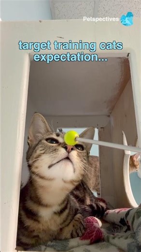 Target training your cat expectation vs reality