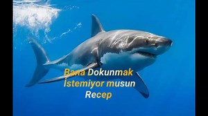 Exploring the Behavior of Grey Sharks in Clear Oceans