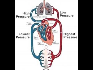 Open Vs, Closed Circulatory Systems