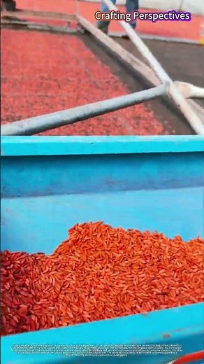 Worker Using Rice Seeder to Sow Seeds in Greenhouse Nursery