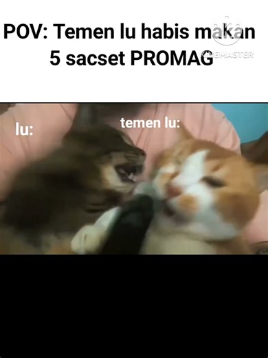 #music #song #cat #funny #memes ##fypシ