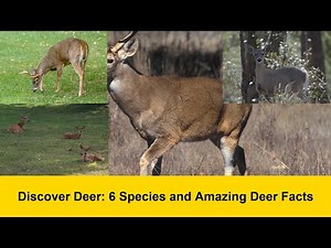 Discover Deer: 6 Species and Amazing Deer Facts